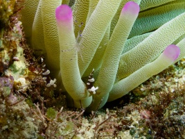 Squat Anemone Shrimp IMG 7806